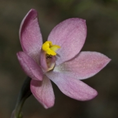 Thelymitra carnea (Tiny Sun Orchid) at Falls Creek, NSW - 9 Oct 2010 by AlanS