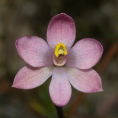 Thelymitra carnea at Falls Creek, NSW - 10 Oct 2010