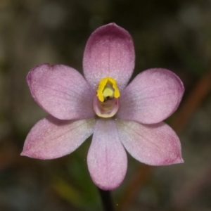 Thelymitra carnea at Falls Creek, NSW - 10 Oct 2010