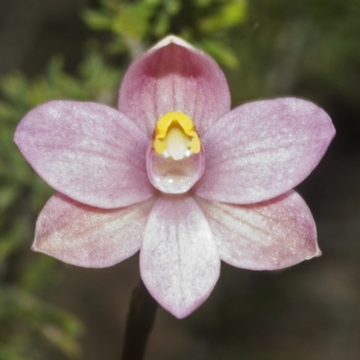 Thelymitra sp. (A Sun Orchid) at West Nowra, NSW - 18 Sep 2006 by AlanS