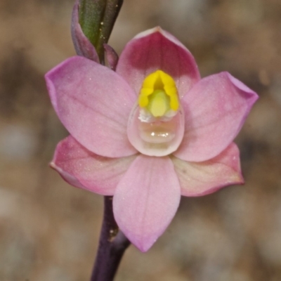Thelymitra carnea (Tiny Sun Orchid) at Tianjara, NSW - 19 Oct 2012 by AlanS