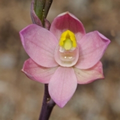 Thelymitra carnea (Tiny sun orchid) at Tianjara, NSW - 18 Oct 2012 by AlanS