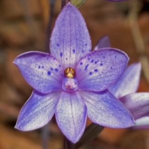 Thelymitra ixioides at West Nowra, NSW - suppressed