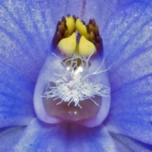 Thelymitra ixioides at West Nowra, NSW - suppressed