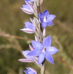 Thelymitra ixioides (Dotted Sun Orchid) at West Nowra, NSW - 25 Aug 2013 by AlanS