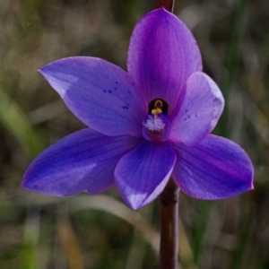 Thelymitra ixioides at West Nowra, NSW - suppressed