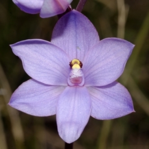 Thelymitra ixioides at West Nowra, NSW - suppressed