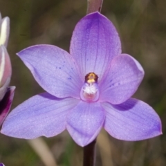 Thelymitra ixioides at West Nowra, NSW - suppressed