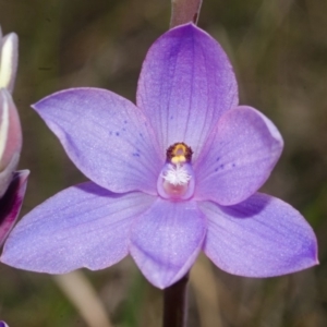 Thelymitra ixioides at West Nowra, NSW - suppressed