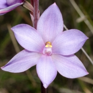 Thelymitra ixioides at West Nowra, NSW - suppressed