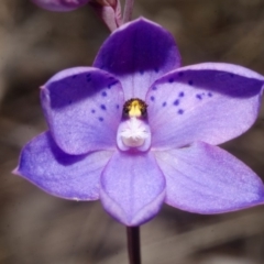 Thelymitra ixioides (Dotted Sun Orchid) at West Nowra, NSW - 28 Aug 2015 by AlanS