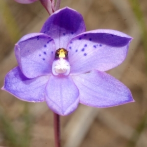 Thelymitra ixioides at West Nowra, NSW - suppressed