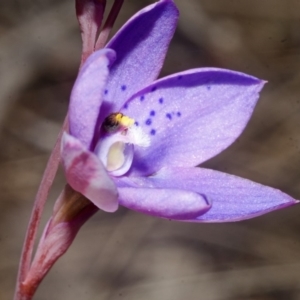 Thelymitra ixioides at West Nowra, NSW - suppressed