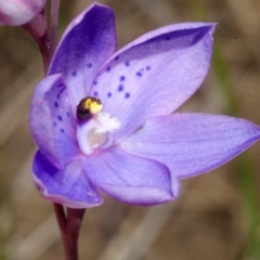 Thelymitra ixioides at West Nowra, NSW - suppressed