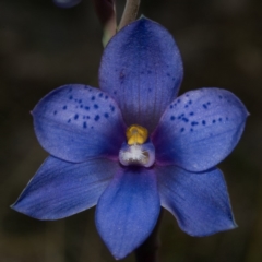 Thelymitra ixioides (Dotted Sun Orchid) at Jerrawangala National Park - 25 Sep 2010 by AlanS