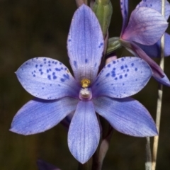 Thelymitra ixioides at Jerrawangala, NSW - suppressed