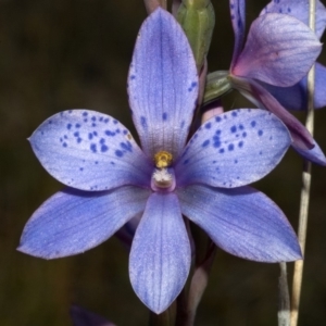 Thelymitra ixioides at Jerrawangala, NSW - 26 Sep 2010