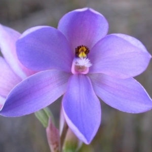 Thelymitra ixioides at West Nowra, NSW - suppressed