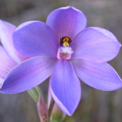 Thelymitra ixioides (Dotted Sun Orchid) at West Nowra, NSW - 20 Sep 2004 by AlanS