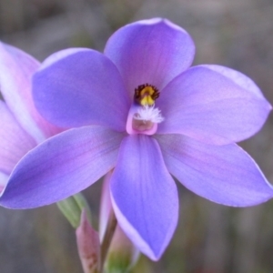 Thelymitra ixioides at West Nowra, NSW - suppressed