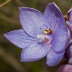 Thelymitra ixioides (Dotted Sun Orchid) at Yerriyong, NSW - 18 Sep 2005 by AlanS