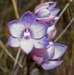 Thelymitra ixioides at Yerriyong, NSW - suppressed