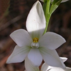 Thelymitra ixioides (Dotted Sun Orchid) at Ulladulla, NSW - 14 Sep 2004 by AlanS