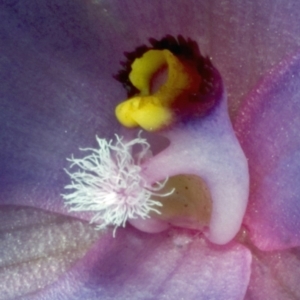 Thelymitra ixioides at West Nowra, NSW - suppressed