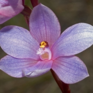 Thelymitra ixioides at West Nowra, NSW - suppressed