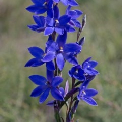 Thelymitra ixioides (Dotted Sun Orchid) at West Nowra, NSW - 30 Aug 2013 by AlanS