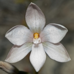 Thelymitra ixioides at Tianjara, NSW - suppressed