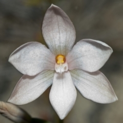 Thelymitra ixioides (Dotted Sun Orchid) at Tianjara, NSW - 1 Oct 2005 by AlanS