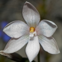 Thelymitra ixioides at Tianjara, NSW - suppressed