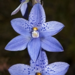 Thelymitra ixioides (Dotted Sun Orchid) at Tianjara, NSW - 21 Oct 2007 by AlanS