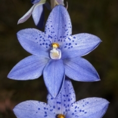 Thelymitra ixioides (Dotted Sun Orchid) at Tianjara, NSW - 20 Oct 2007 by AlanS