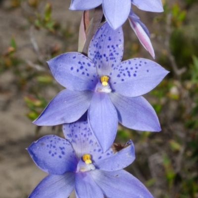 Thelymitra ixioides (Dotted Sun Orchid) at Tianjara, NSW - 18 Oct 2012 by AlanS