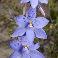 Thelymitra ixioides (Dotted Sun Orchid) at Tianjara, NSW - 18 Oct 2012 by AlanS