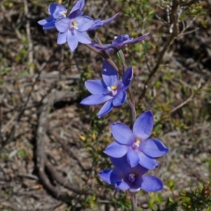 Thelymitra ixioides at Tianjara, NSW - suppressed