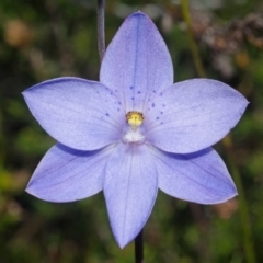 Thelymitra ixioides at Tianjara, NSW - suppressed