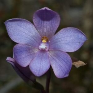 Thelymitra ixioides at Falls Creek, NSW - suppressed