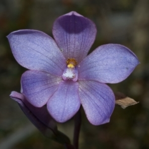 Thelymitra ixioides at Falls Creek, NSW - 10 Oct 2010