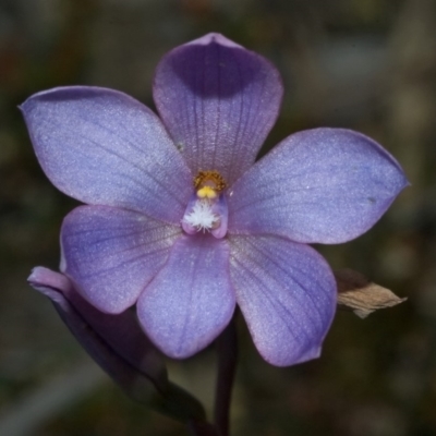 Thelymitra ixioides (Dotted Sun Orchid) at Falls Creek, NSW - 9 Oct 2010 by AlanS