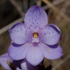 Thelymitra ixioides (Dotted Sun Orchid) at Tianjara, NSW - 22 Sep 2013 by AlanS