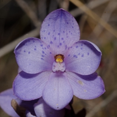 Thelymitra ixioides (Dotted Sun Orchid) at Tianjara, NSW - 22 Sep 2013 by AlanS