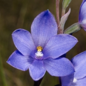 Thelymitra ixioides at Tianjara, NSW - suppressed