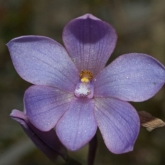 Thelymitra ixioides (Dotted Sun Orchid) at Wollumboola, NSW - 9 Oct 2010 by AlanS