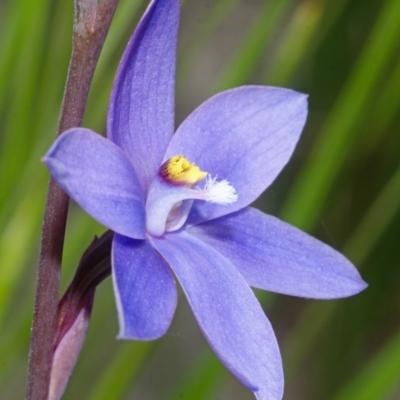 Thelymitra ixioides (Dotted Sun Orchid) at Yerriyong State Forest - 21 Sep 2013 by AlanS