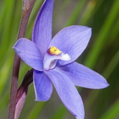 Thelymitra ixioides (Dotted Sun Orchid) at Jerrawangala, NSW - 22 Sep 2013 by AlanS