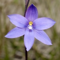 Thelymitra ixioides at Jerrawangala, NSW - 22 Sep 2013