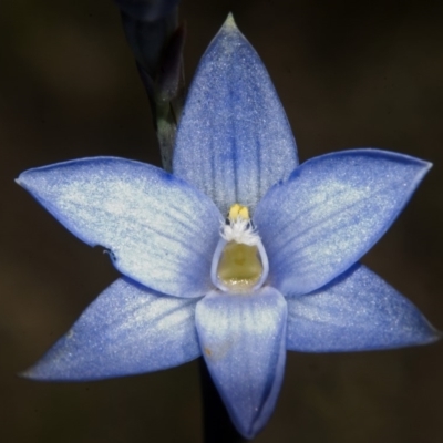 Thelymitra longiloba (Marsh Sun-orchid) at Tianjara, NSW - 20 Oct 2007 by AlanS